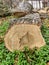 Trunk of old poplar tree, sawn into pieces. Preparation of wood for chopping firewood. Large logs with annual rings are tumbled