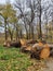 Trunk of old poplar tree, sawn into pieces. Preparation of wood for chopping firewood. Large logs with annual rings are tumbled