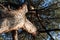 The trunk of old tree,pinecone tree.view from below.