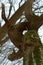 Trunk of an old tree, tree trunk, winding, green moss on an old tree, the trunk of a tree overgrown with lichen