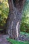 Trunk of an old tree. Vertical photo