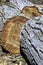 Trunk of old walnut tree, sawn into pieces. Large logs with annual rings lie on ground. Close-up.