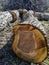 Trunk of old walnut tree, sawn into pieces. Large logs with annual rings are tumbled to ground