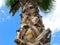 Trunk of palm tree, pruned leaves