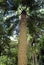 The trunk of palm tree & x28;scaly zamia& x29; in the botanical garden in Ponta Delgada. San Miguel Island