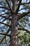 Trunk of pine tree with branches. Large very old tree in a formal garden.