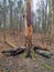 Trunk of pine tree destryoed by bark beetles in a nature reserve