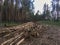 The trunk of a pine tree lying in the forest close-up. Pine logs in the forest after clearing a plantation in the forest