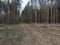 The trunk of a pine tree lying in the forest close-up. Pine logs in the forest after clearing a plantation in the forest