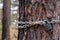 The trunk of a pine on which there is a chain and the hinged lock, a background the wood blurred on it