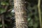 Trunk in rainforest with hazardous thorns