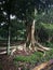 A trunk of a rainforest tree