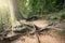 Trunk and root of big tree on sloping land