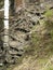 The trunk and the roots of birch and other trees in the forest.