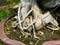 Trunk and Roots in the lower part of a banyan bonsai tree