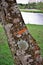 A trunk with several lichens