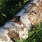 Trunk of silver birch tree lying in grass