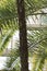 The Trunk of a Silver Thatch Palm Tree