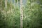 Trunk of a single aspen tree in a leafy grove