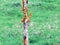 The trunk of a slender sapling with orange mold-covered bark against the green grass