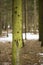 The trunk of spruce, covered with bright green bloom