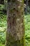 Trunk of a spruce tree