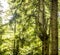 Trunk of a spruce trees