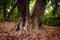 Trunk of strong tree