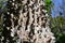 Trunk thorny of bombax ceiba tree background