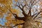 From the trunk to the crown of Zelkova serrata in autumn color -