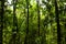 Trunk of the tree amidst the wilderness of tropical forests in Thailand