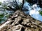 Trunk of the tree below upwards. Very old pine. On the background of the sky with clouds