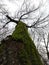 The trunk of the tree covered with green true mosses