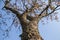 the trunk of the tree is covered with lichen with branches and autumn leaves against the background of a blue sky