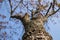 the trunk of the tree is covered with lichen with branches and autumn leaves against the background of a blue sky