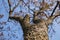 the trunk of the tree is covered with lichen with branches and autumn leaves against the background of a blue sky