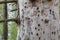 Trunk of a tree destroyed by an insect