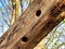 Trunk of a tree in the forest: Scars from woodpeckers drilling holes in this now dead tree trunk
