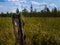 A trunk of a tree in swamp