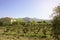The trunk and trees of grape fruit vinery in spring time, after harvest season to produce wine, plantation in a vineyard farm near