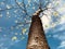 Trunk of the trees under the sky