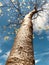 Trunk of the trees under the sky