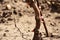 The trunk of the vine with blossoming leaves against the background of dried earth