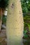 Trunk of the white floss-silk tree, Ceiba insignis (syn. Chorisia insignis).