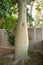 Trunk of the white floss-silk tree, Ceiba insignis (syn. Chorisia insignis)