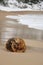 Trunk of wood transported from the sea to the beach with golden sand. In the background the snow fell during the winter