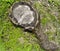 Trunk wooden cross section texture with tree annual rings. Old tree section