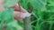 A trunk of a young apple tree. Branches of a young fruit apple tree in a garden. Live green cuttings at grafting apple