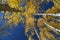 The trunks of Aspen trees point skyward