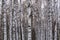 Trunks birch forest snow trees